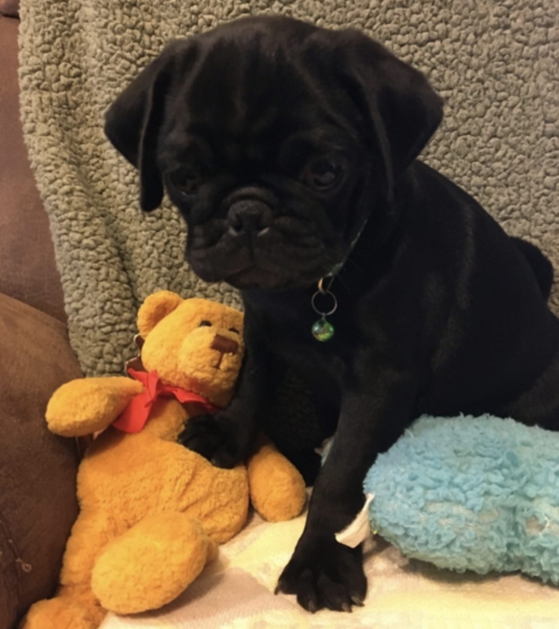 comprar cachorros sanos, baratos y asequibles para la venta